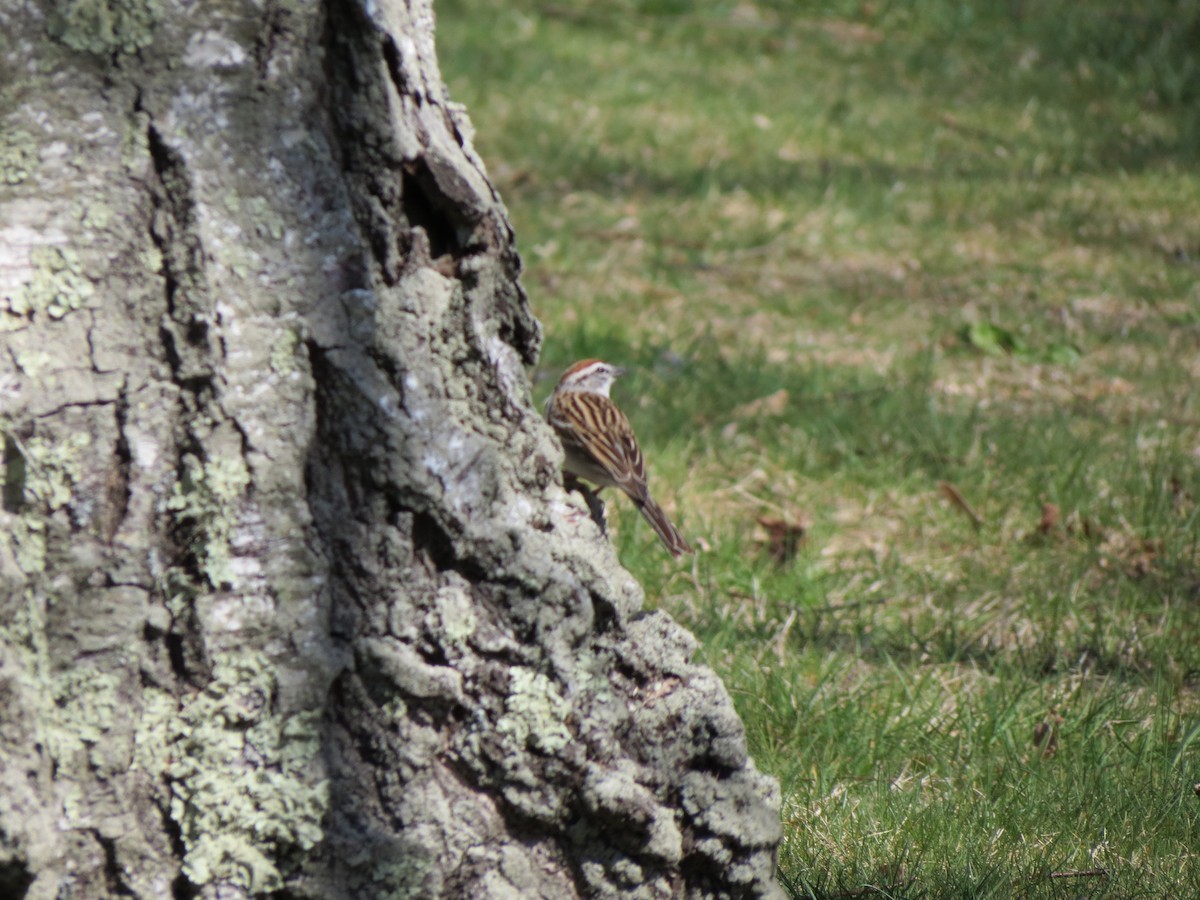 Chipping Sparrow - ML435731471