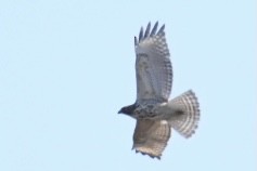 Red-shouldered Hawk (lineatus Group) - ML435732081