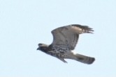 Red-shouldered Hawk (lineatus Group) - ML435732091