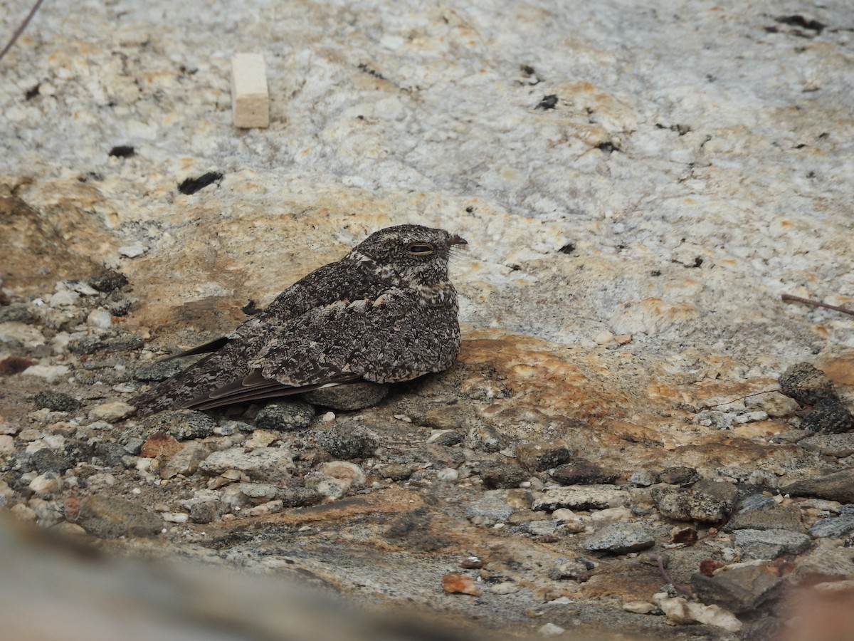 Pygmy Nightjar - ML43573361