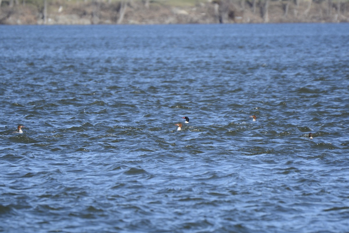 Common Merganser - ML435733691