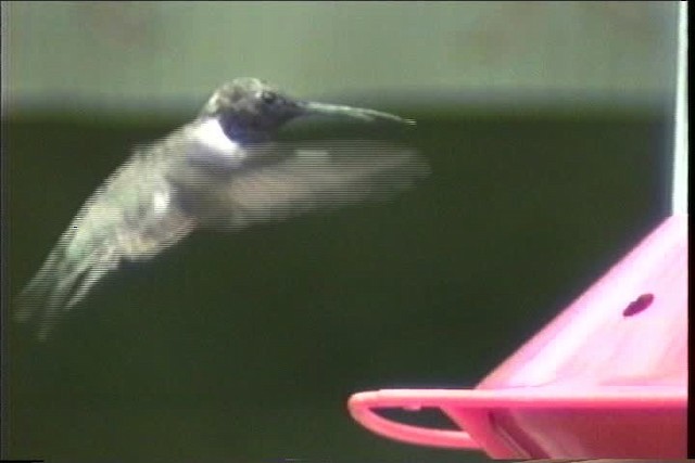 Black-chinned Hummingbird - ML435734