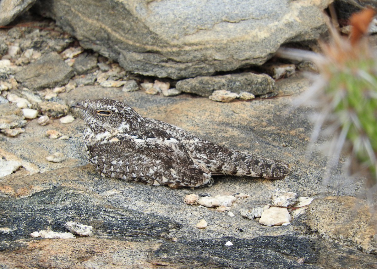 Pygmy Nightjar - ML43573441