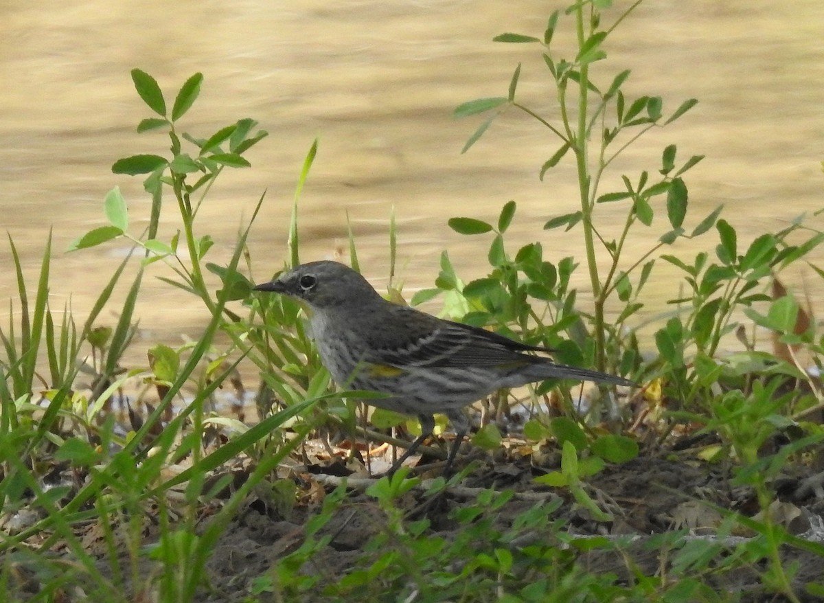 Yellow-rumped Warbler - Bonnie Roemer