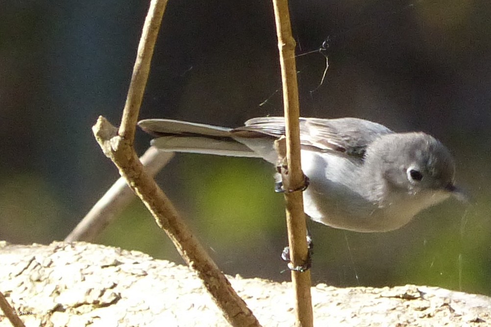 Blue-gray Gnatcatcher - ML435737291