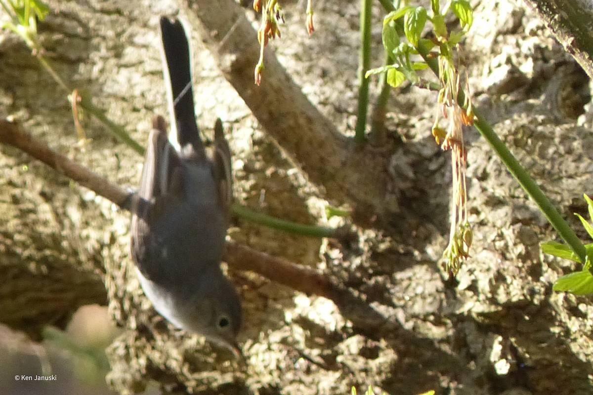 Blue-gray Gnatcatcher - ML435737301