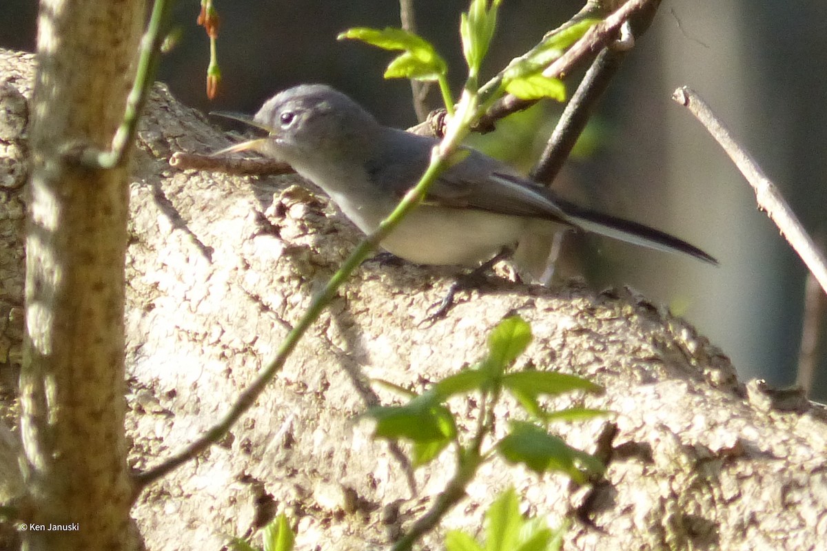 Blue-gray Gnatcatcher - ML435737321