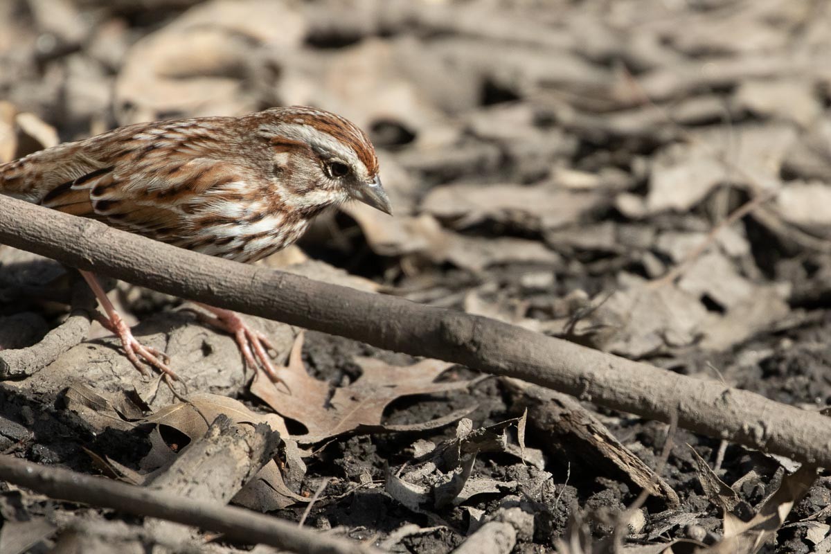 Song Sparrow - ML435738721