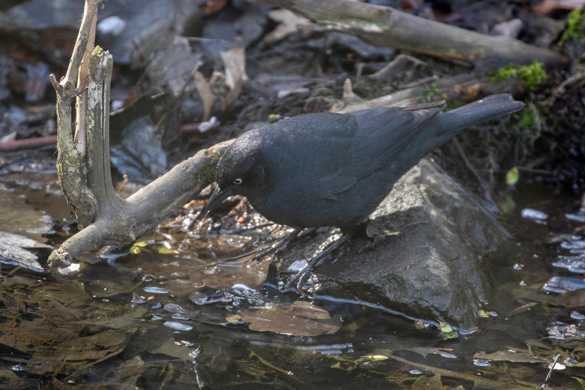 Rusty Blackbird - Barrie Raik