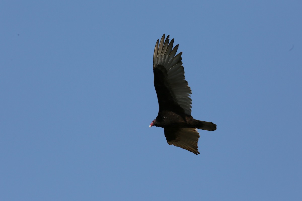 Turkey Vulture - ML435741051