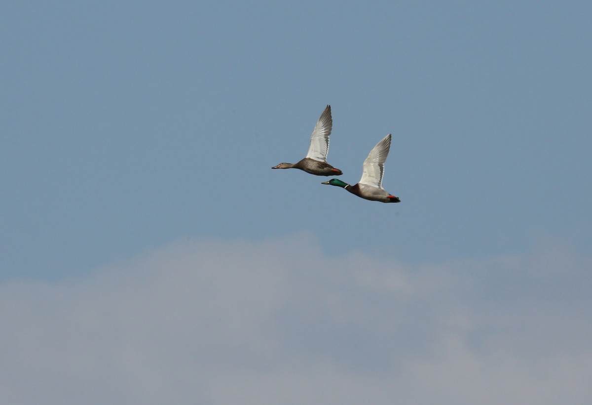 Germano reale - ML435741211