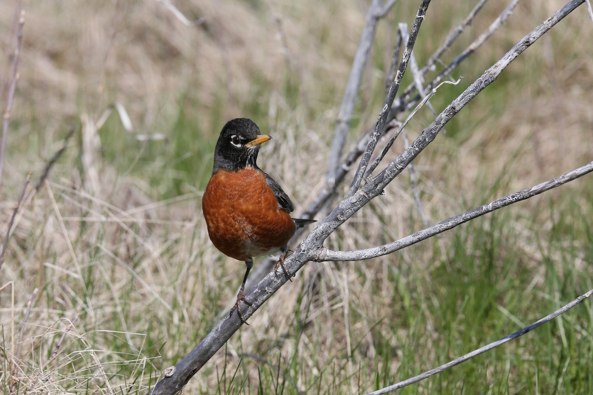 American Robin - ML435741341