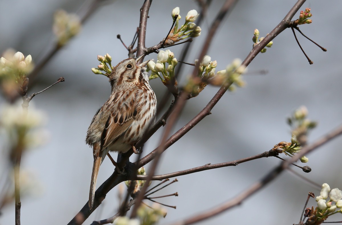 Song Sparrow - ML435741531