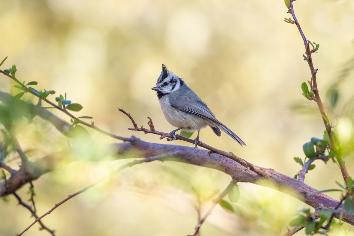 Brillenmeise - ML435742181