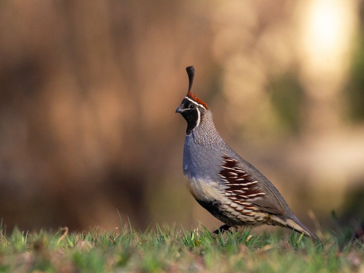 Helmwachtel - ML435742921