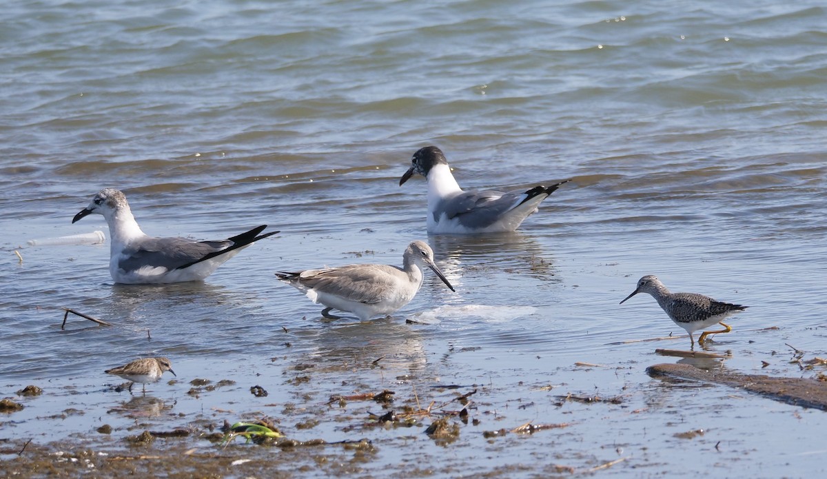 Least Sandpiper - ML435743681