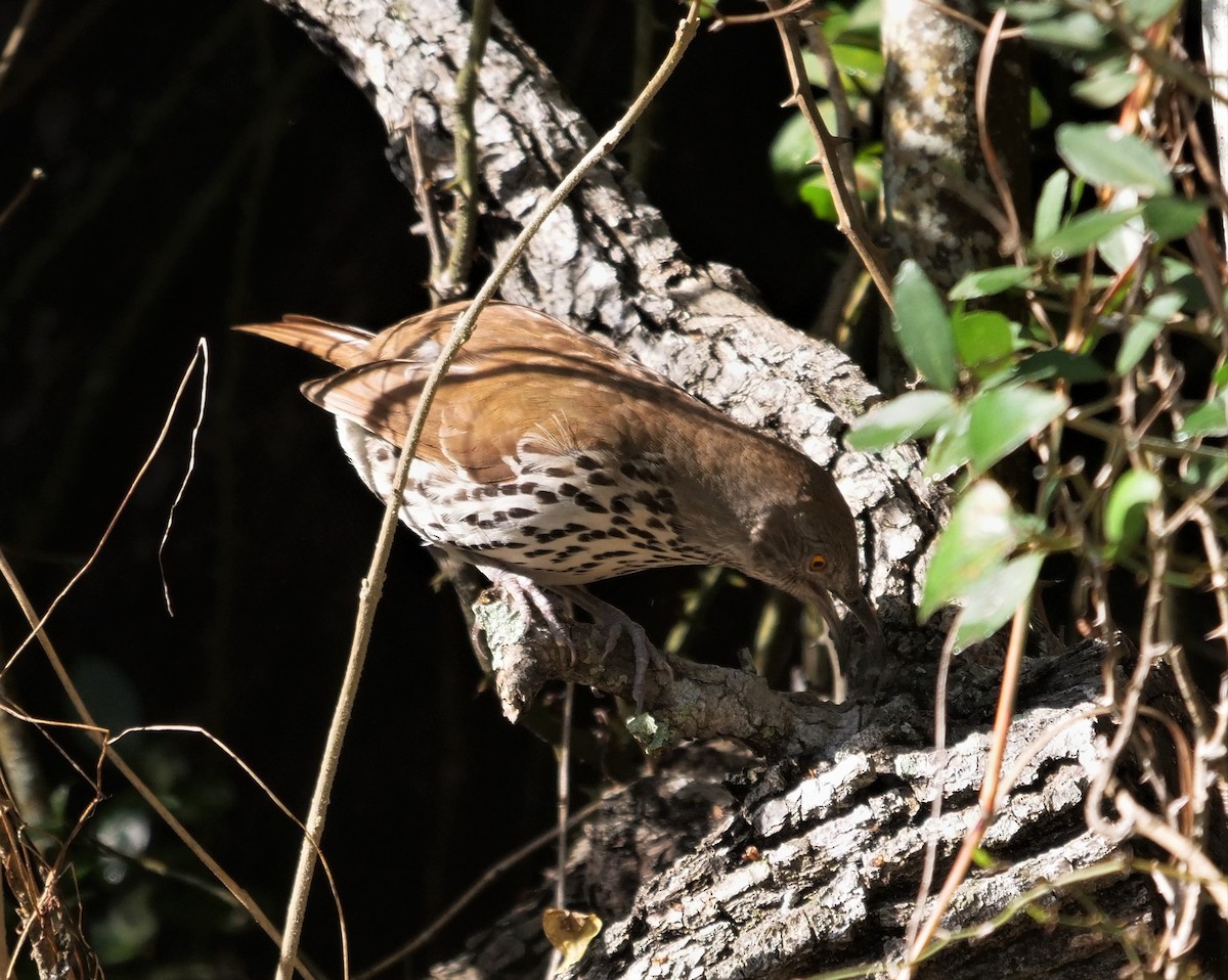 Рыжий пересмешник - ML435745281