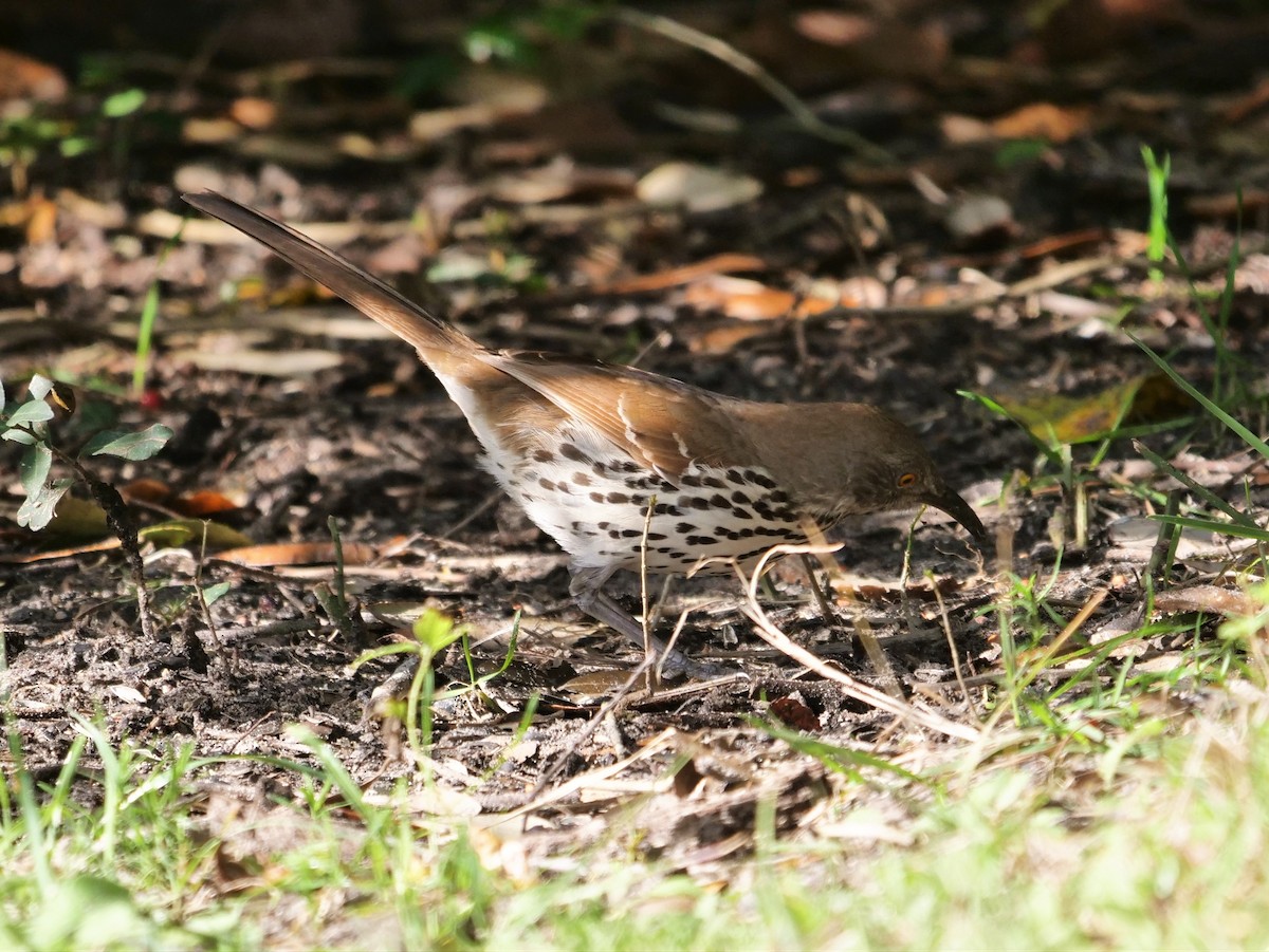 Рыжий пересмешник - ML435745881