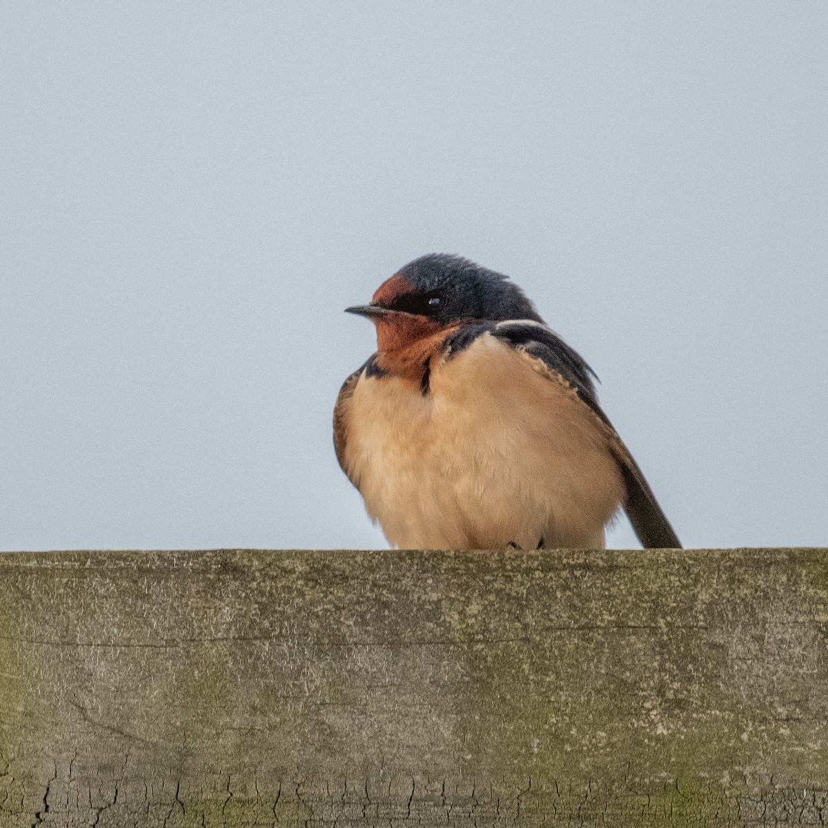 Barn Swallow - Graham Deese