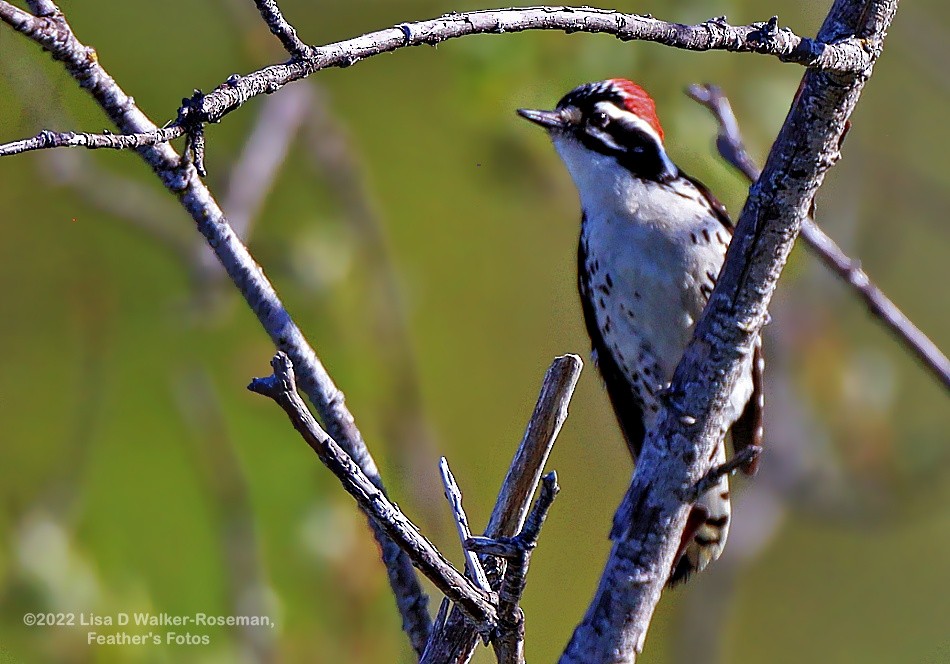 kaliforniaspett - ML435746791