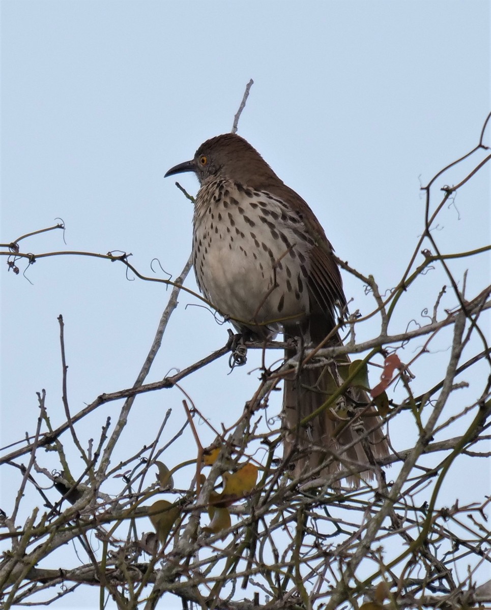 Рыжий пересмешник - ML435750751