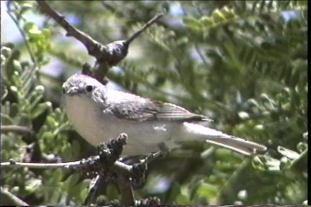 Lucy's Warbler - ML435751