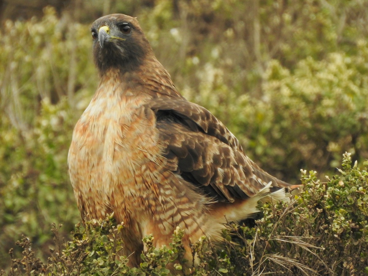 Red-tailed Hawk - ML435751591