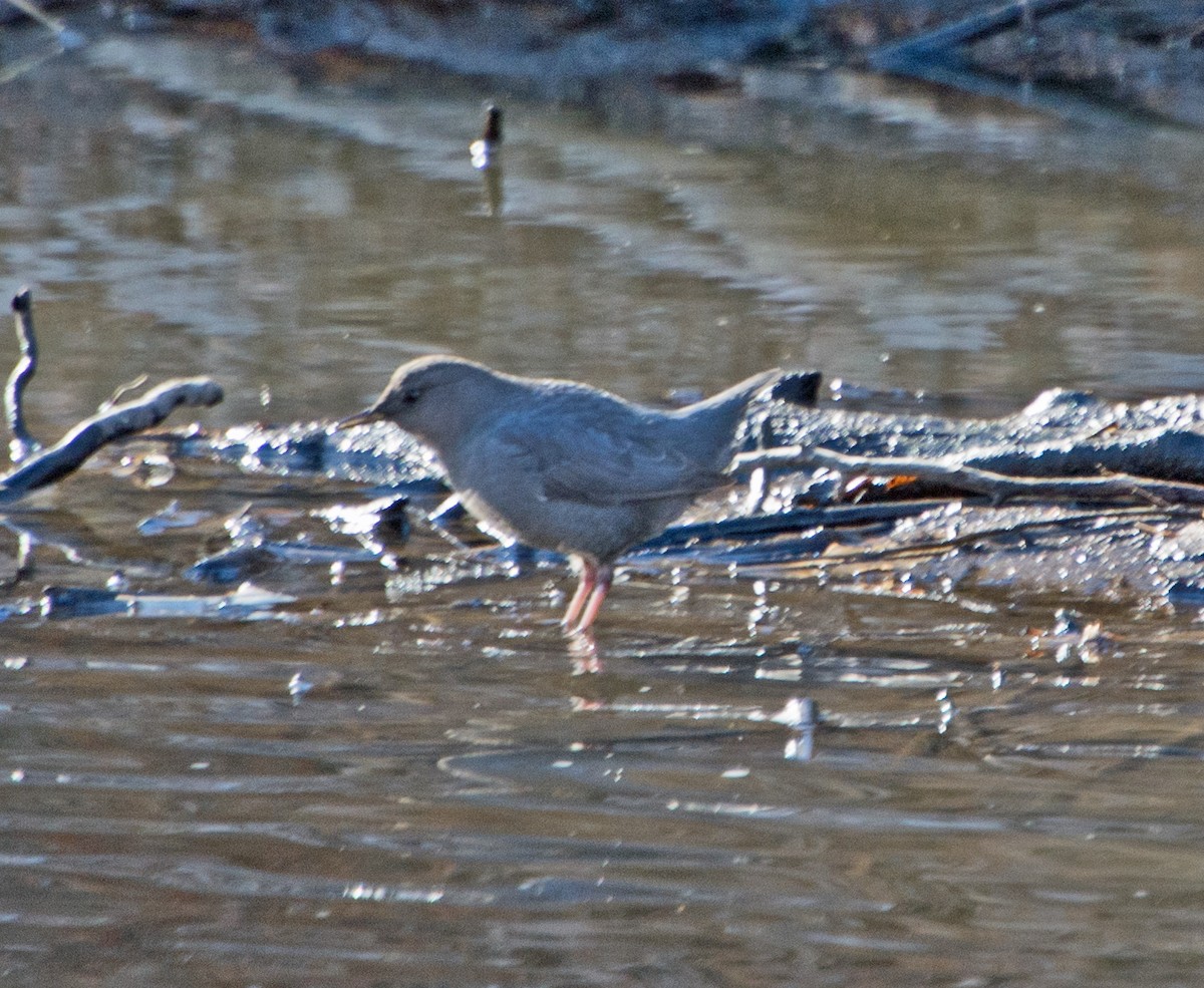 American Dipper - ML43575171