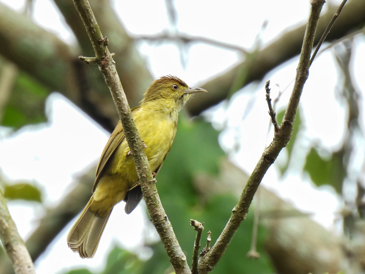 Cachar Bulbul - ML435752191