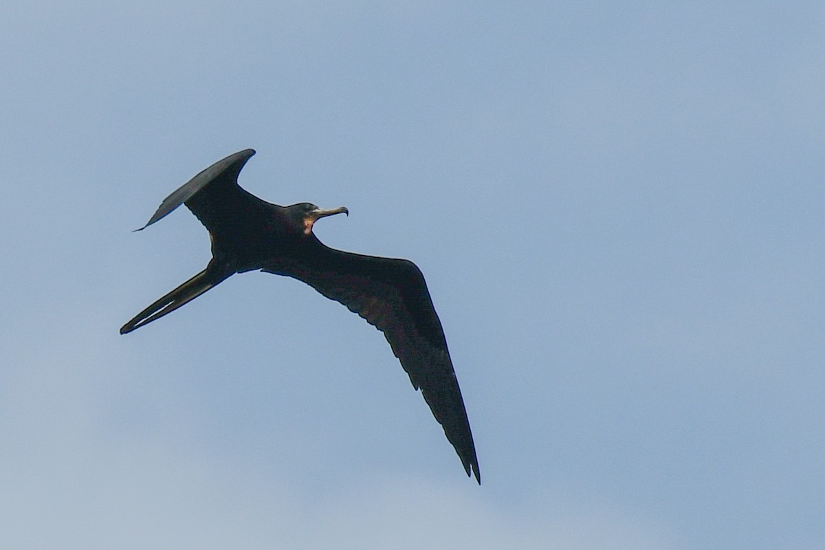 Magnificent Frigatebird - ML435752691