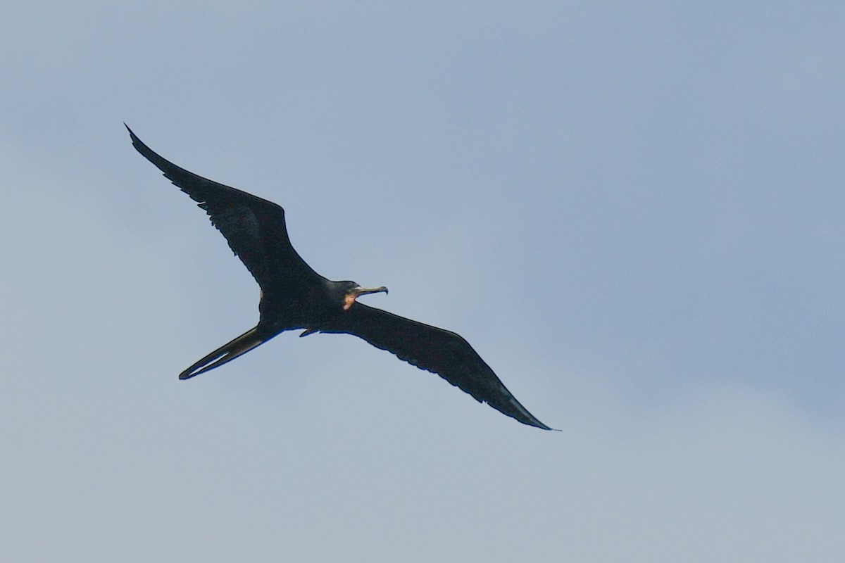 Magnificent Frigatebird - Traci Gentry