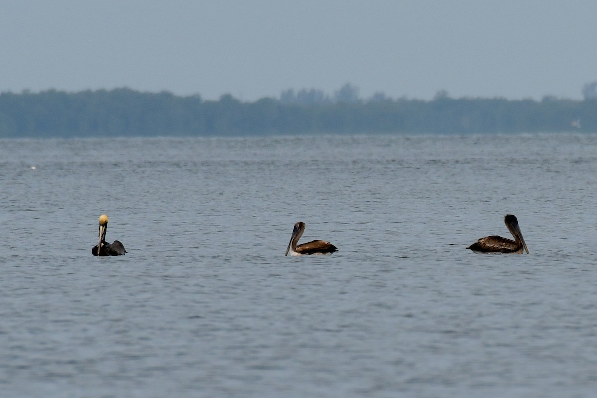 Brown Pelican - Traci Gentry