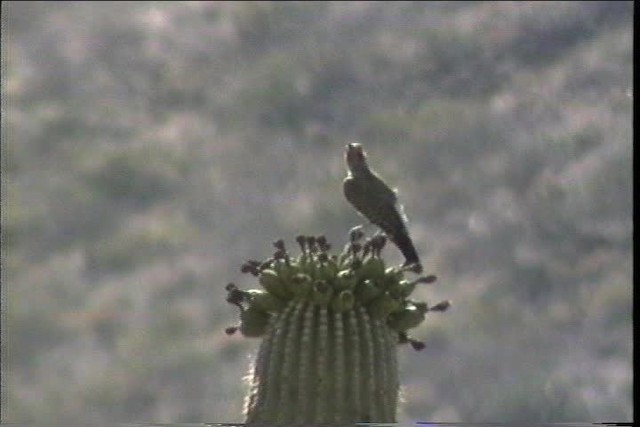 Gilded Flicker - ML435754