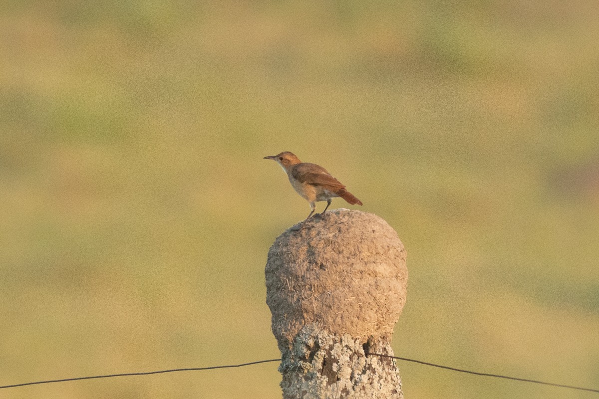 Rufous Hornero - Jorge Claudio Schlemmer