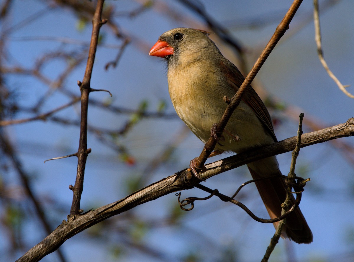 Northern Cardinal - ML435757641