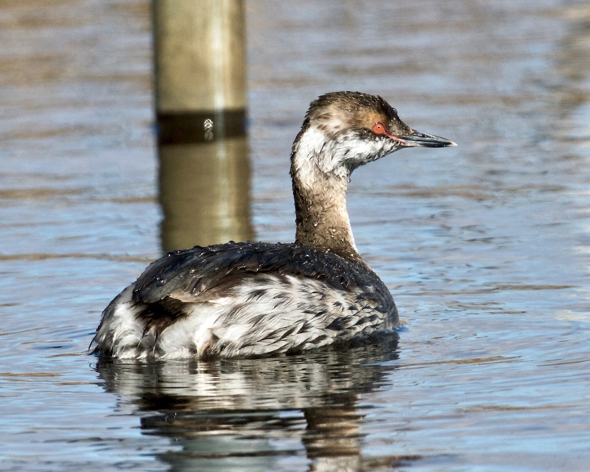 Horned Grebe - ML435758791