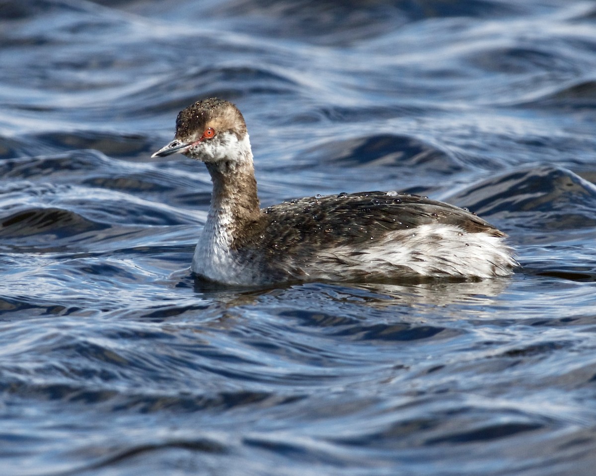 Horned Grebe - ML435758811