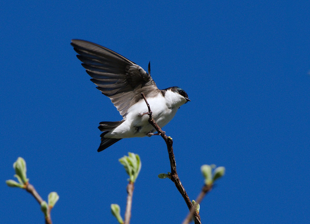 Tree Swallow - ML435758871