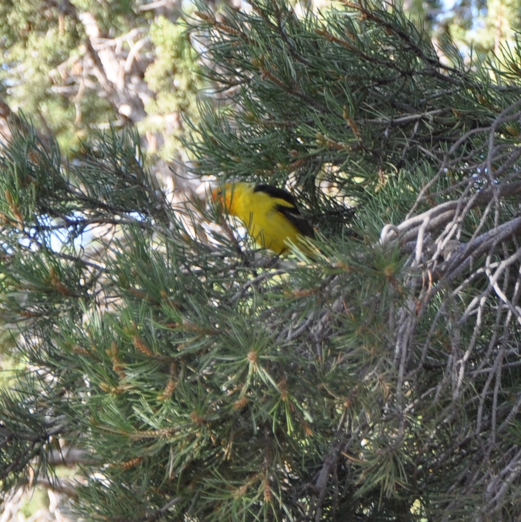 Piranga Carirroja - ML43575981