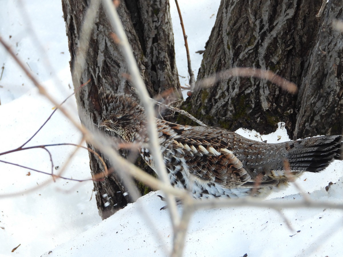 Ruffed Grouse - ML435760281