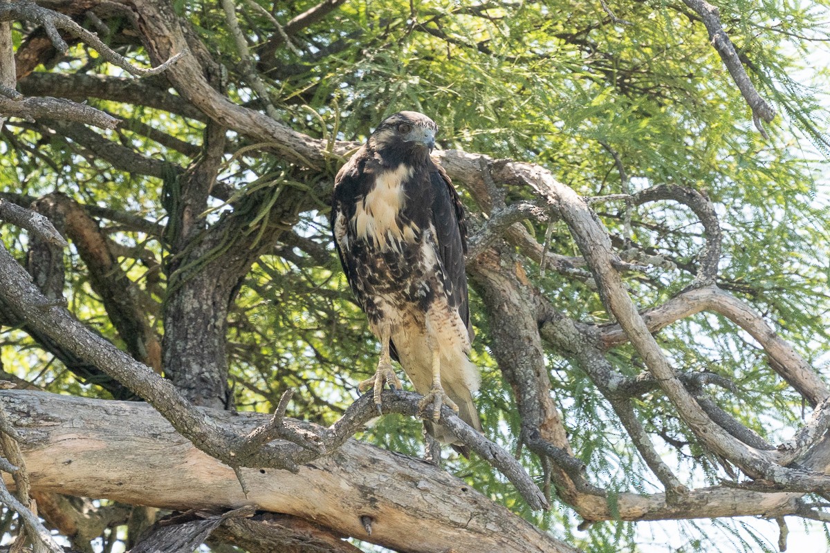 White-tailed Hawk - ML435760391