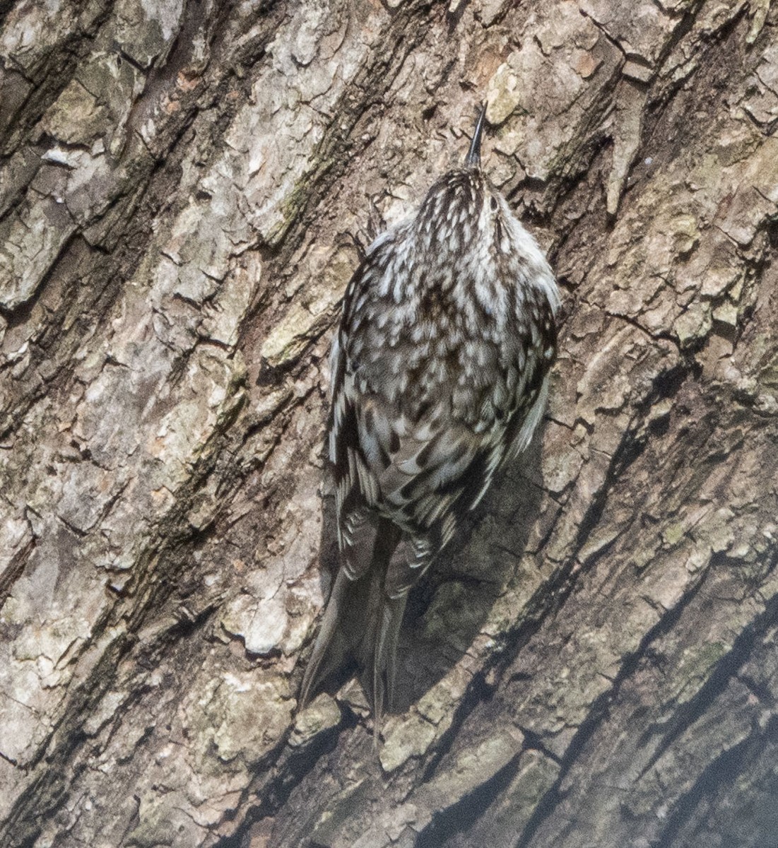 Підкоришник американський - ML435760461