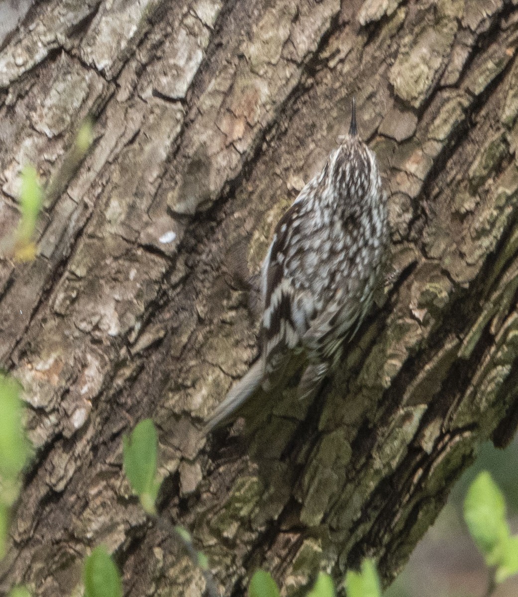 Підкоришник американський - ML435760471