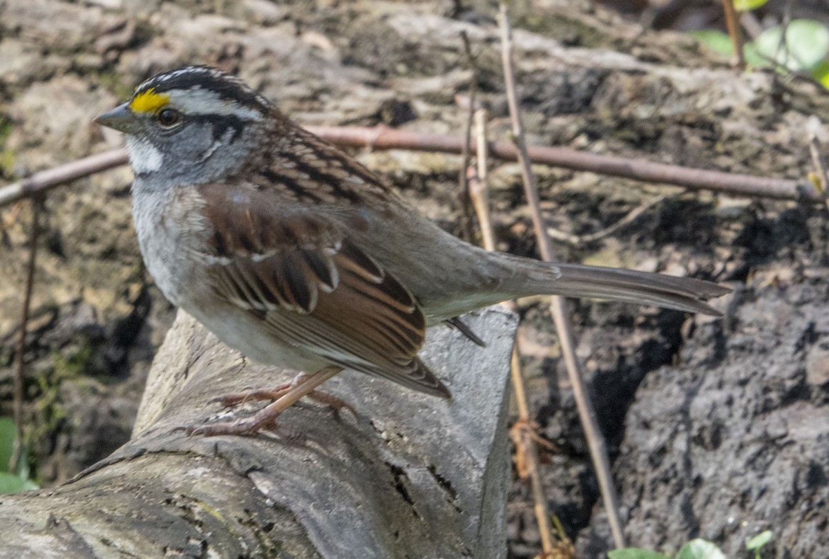 White-throated Sparrow - ML435760671