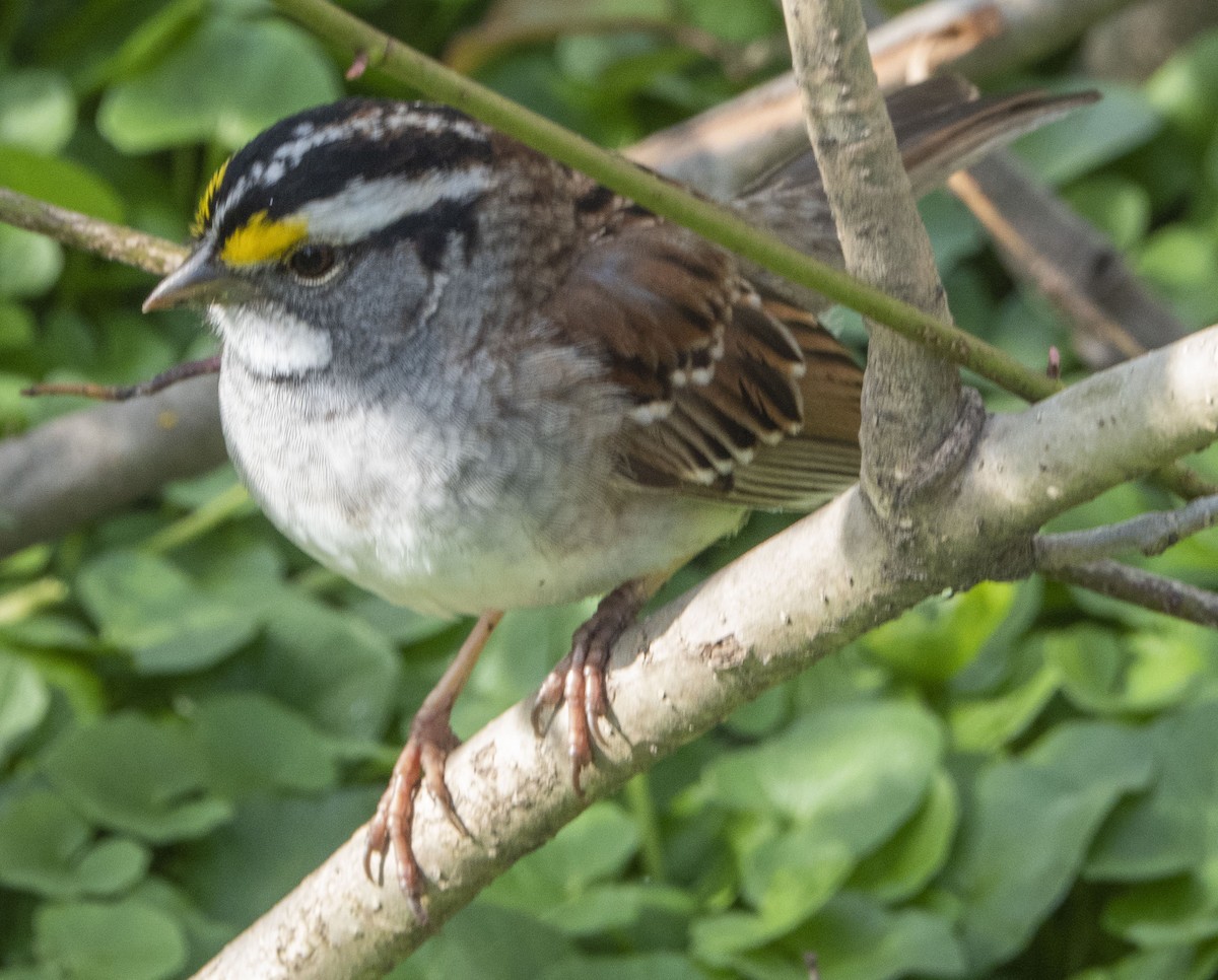 White-throated Sparrow - ML435760691