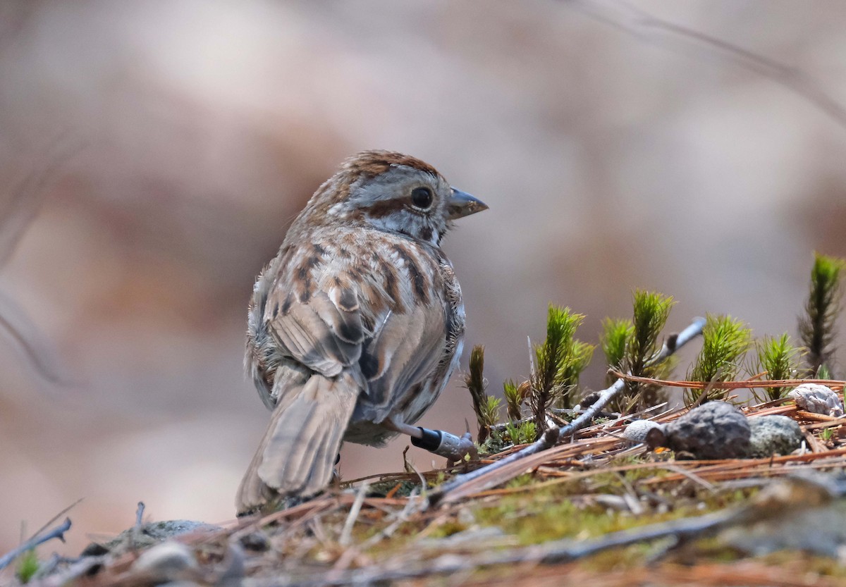 Song Sparrow - ML435760761