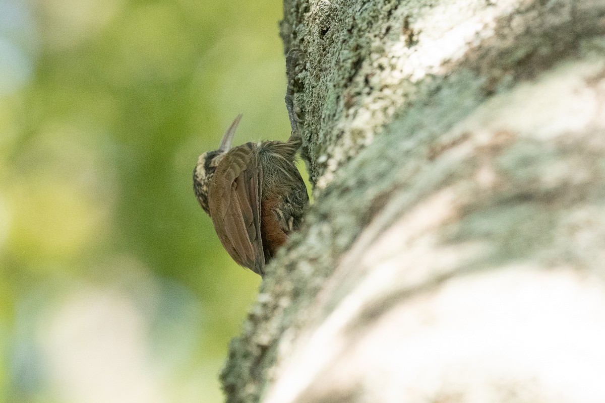 Narrow-billed Woodcreeper - ML435761171