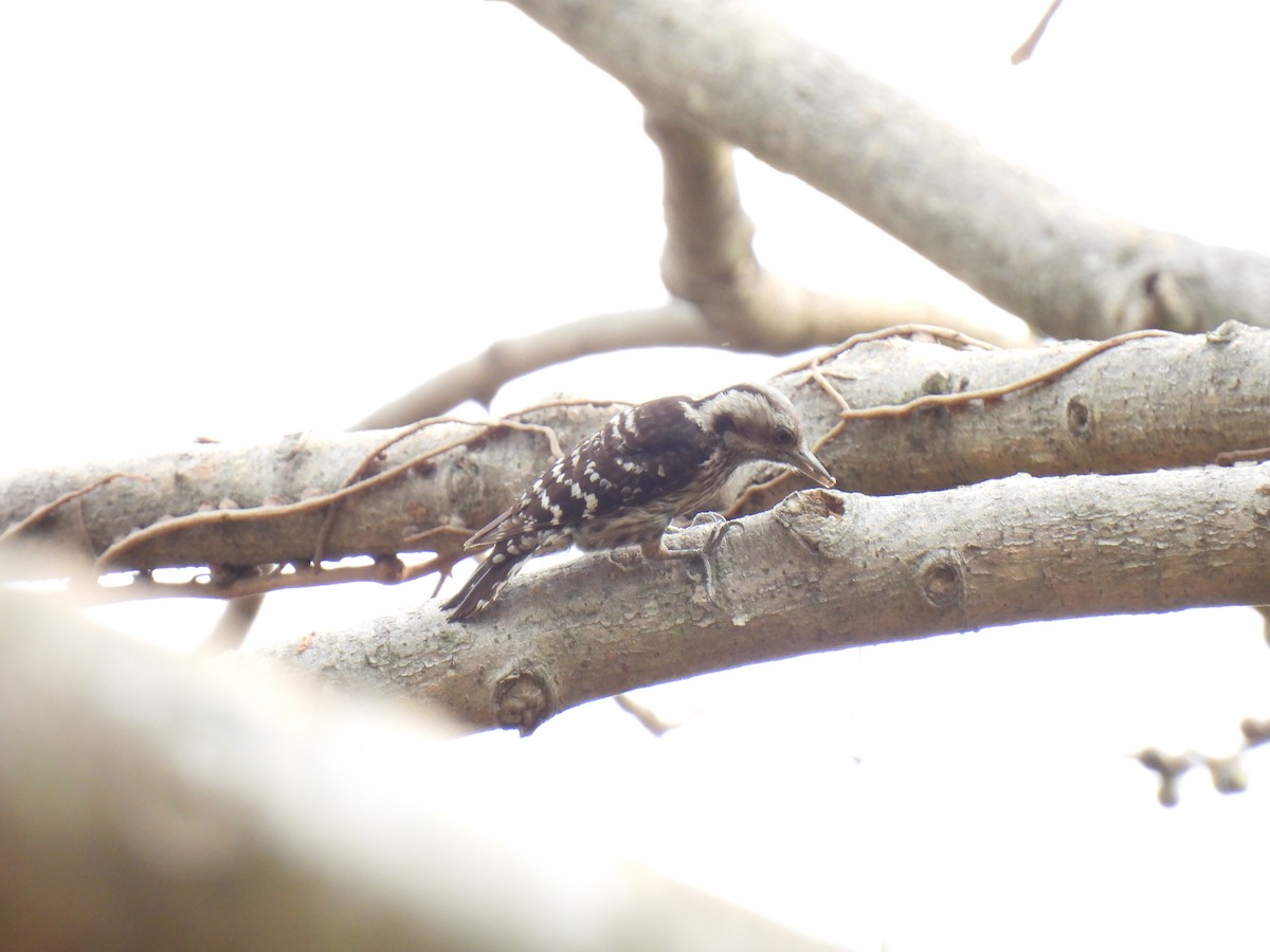 Gray-capped Pygmy Woodpecker - ML435761641