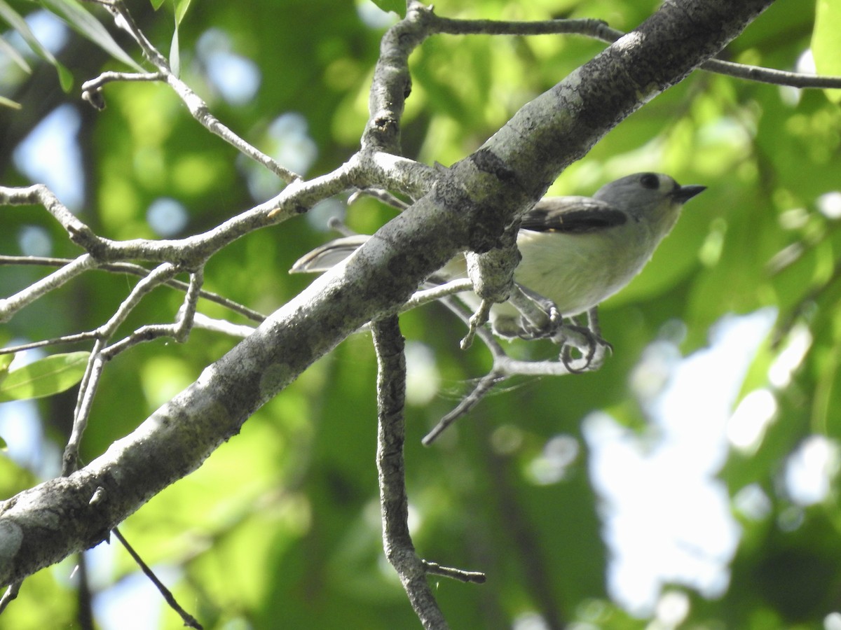 Tufted Titmouse - ML435761991