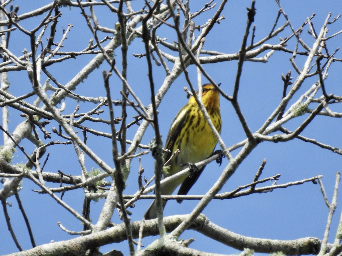 Cape May Warbler - ML435762421
